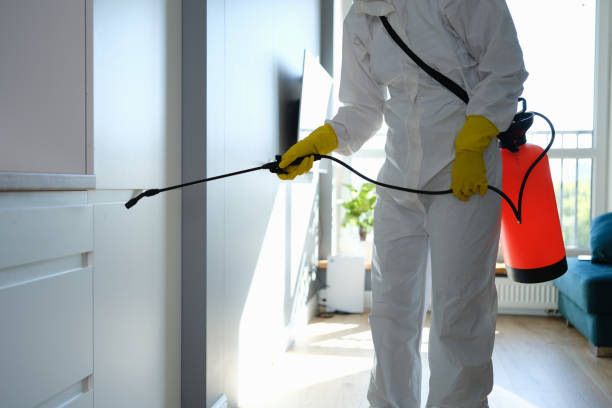 Professional Mold Removal in East Northport, NY