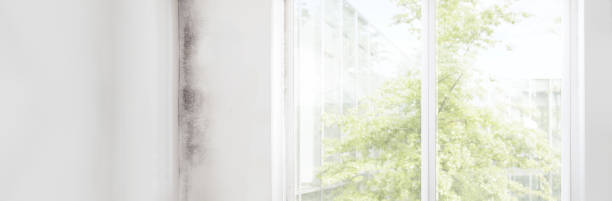 Dehumidification Services in East Northport, NY