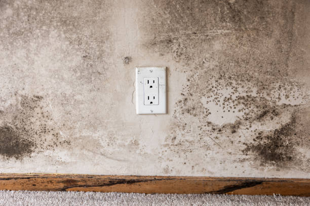 Best Forensic Mold Investigation  in East Northport, NY