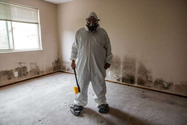 Best Mold Damage Restoration  in East Northport, NY